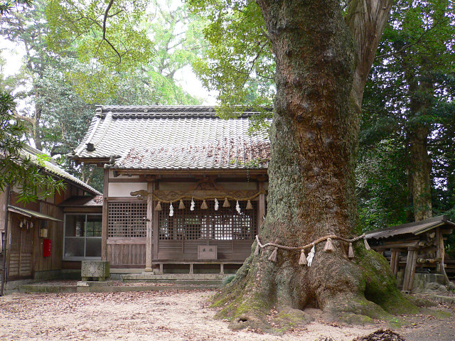 堂ヶ山神明社の大樟