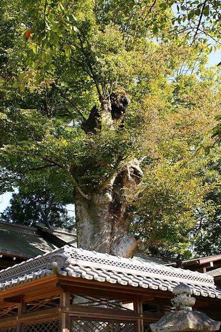 府中神社のケヤキ