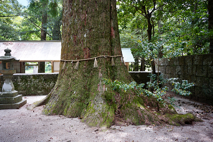 五郷飛鳥神社のスギ（左）