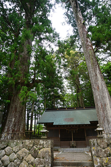 五郷飛鳥神社のスギ