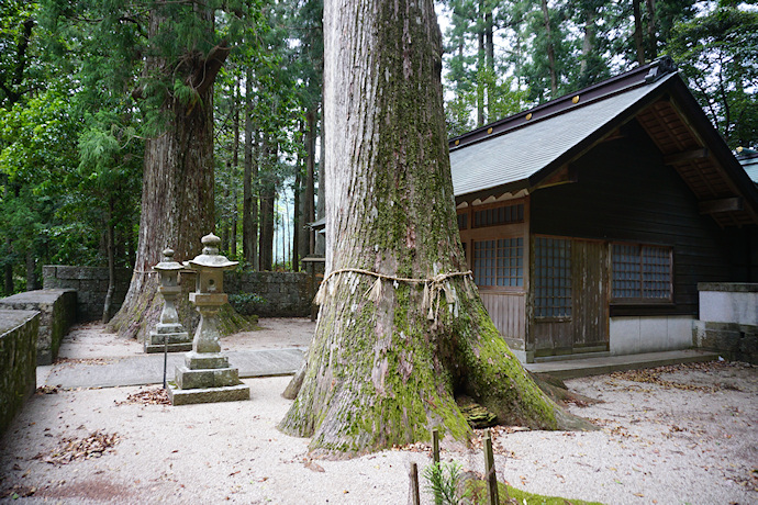 五郷飛鳥神社のスギ