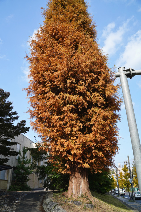 旧三重県立博物館のメタセコイア