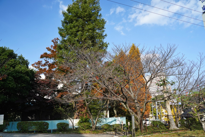 旧県立博物館のセンペルセコイアとメタセコイア