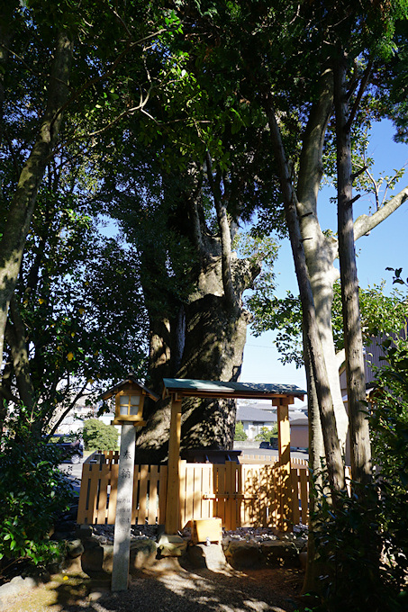 浜郷神社のクスノキ
