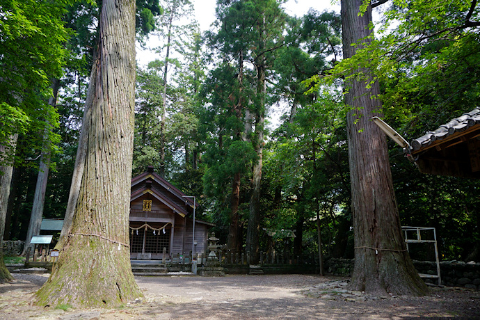 原地神社のスギ