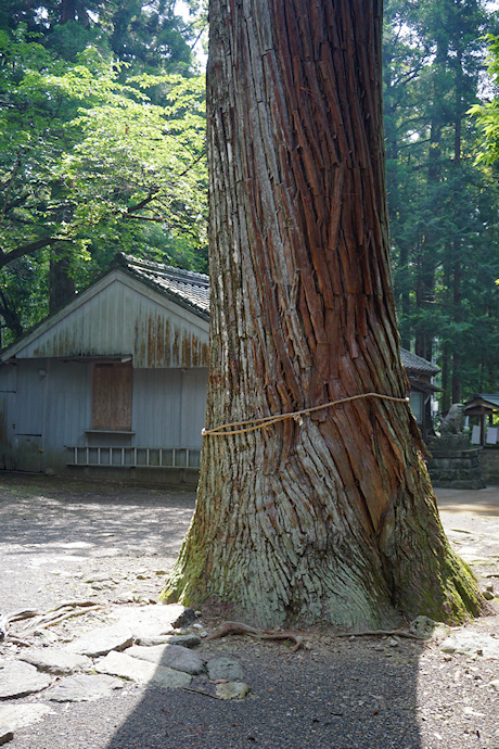 原地神社のスギ（社殿左前）