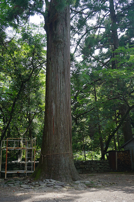 原地神社のスギ（社殿右前）