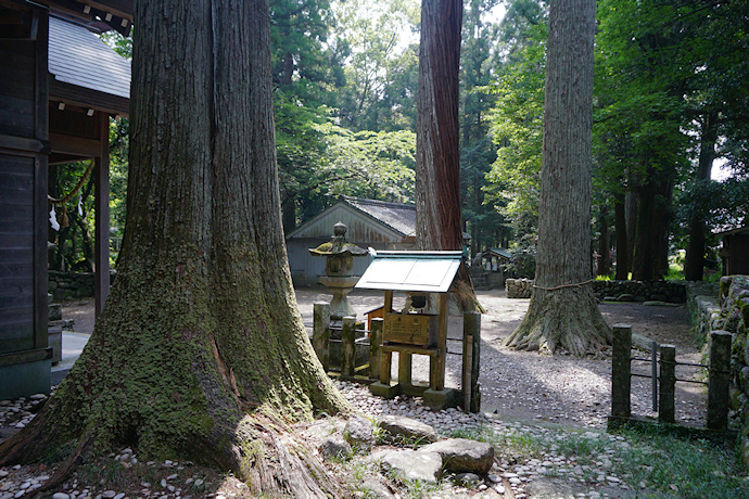 原地神社のスギ