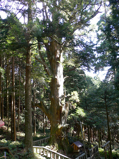 福王神社の太子杉
