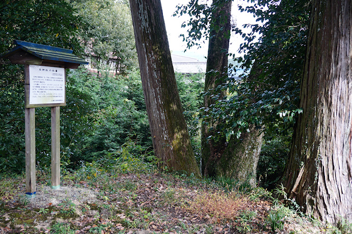 飯倉 石神社のタブノキ