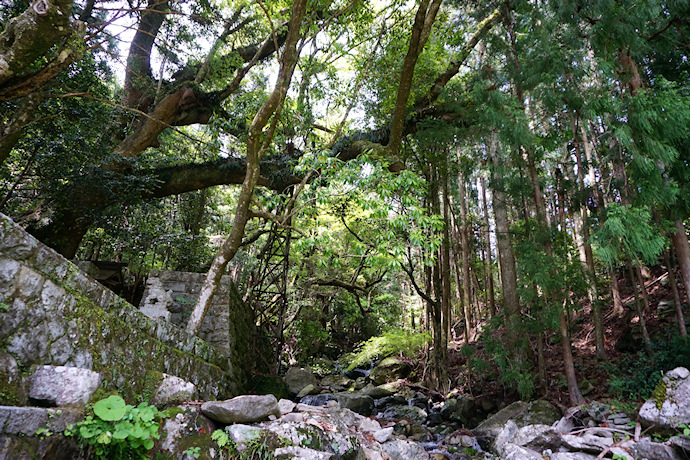 石神神社のクスノキ