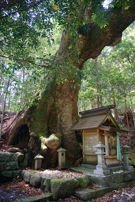 石神神社のクスノキ