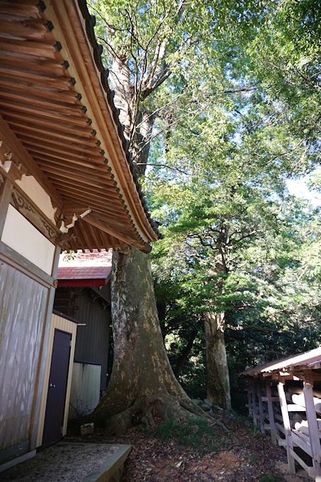 石神社のケヤキ