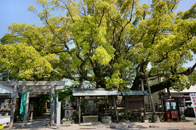 一色神社の長寿の樹