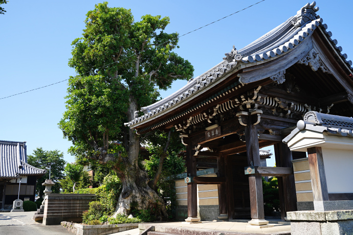 寿福院のタブノキ