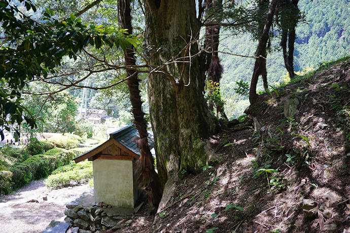 加波のカヤの木