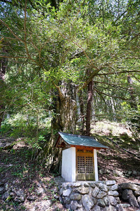 加波のカヤの木