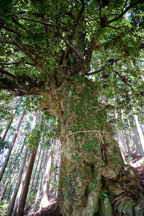 加波神社跡のモチノキ