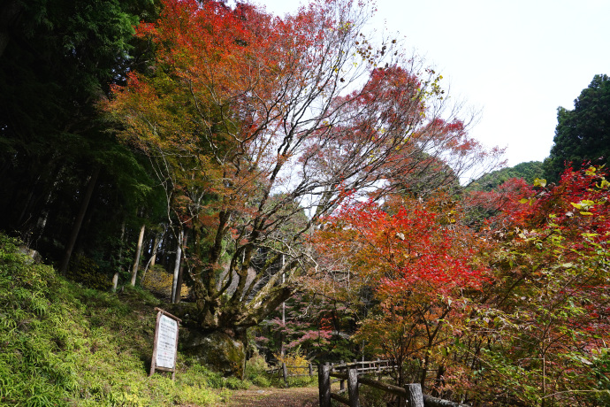 かえで橋のイロハモミジ