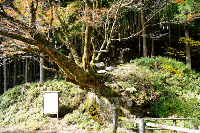 かえで橋のイロハモミジ