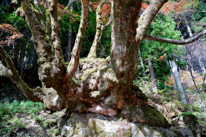 かえで橋のイロハモミジ