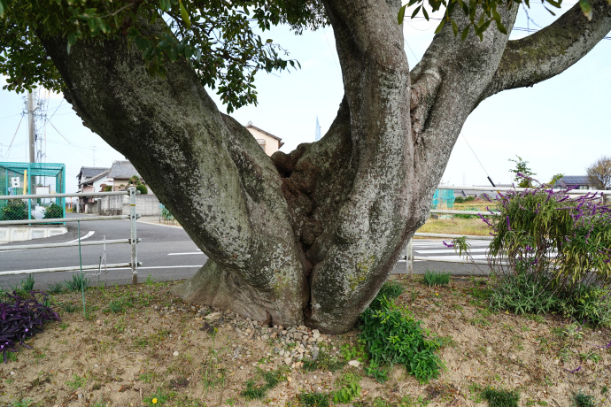 神納町のエノキ