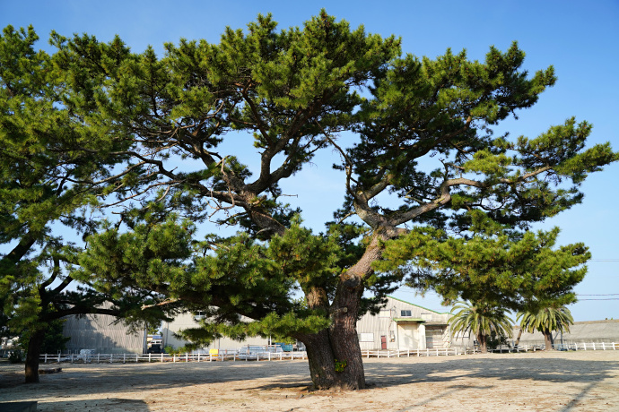 香良洲公園のクロマツ