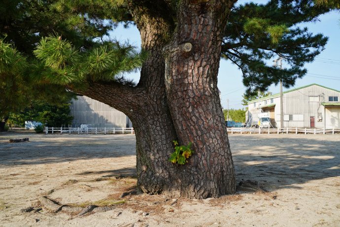 香良洲公園のクロマツ