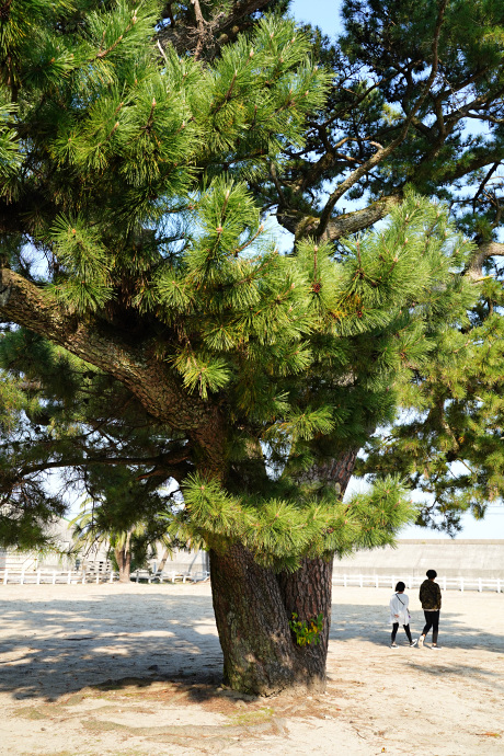 香良洲公園のクロマツ