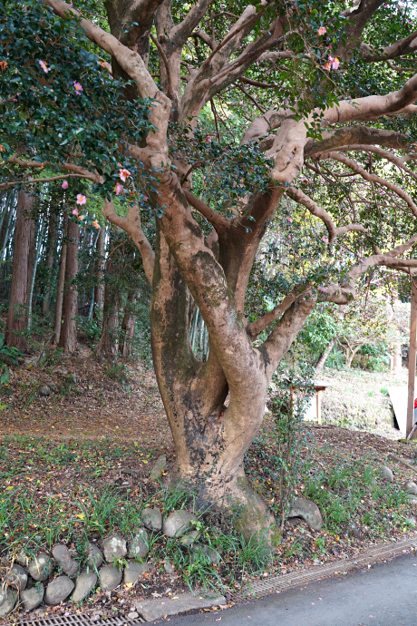 粥見のサザンカ