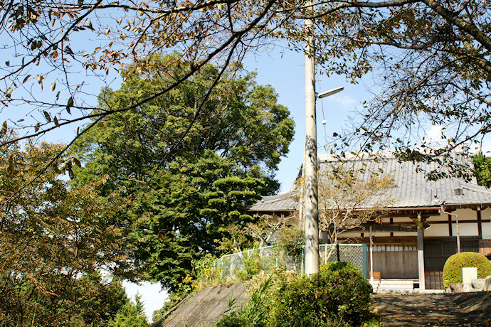 高徳寺のカゴノキ
