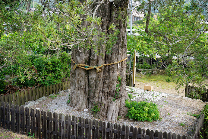 神木のイヌマキ