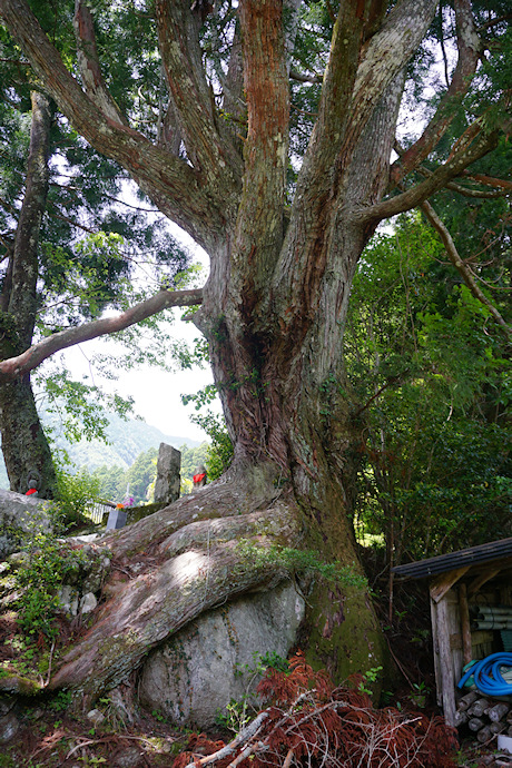 庚申神社のスギ