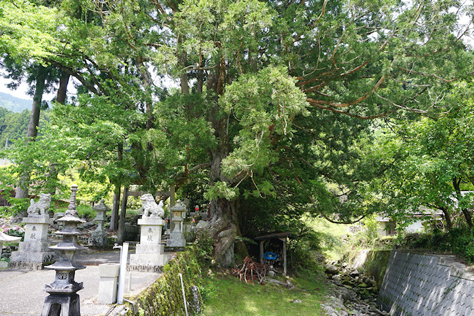 庚申神社のスギ