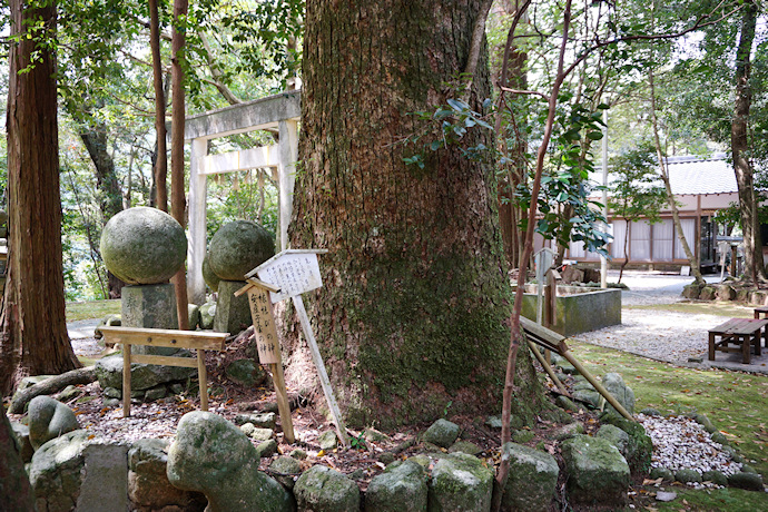 九木神社樹叢の楠