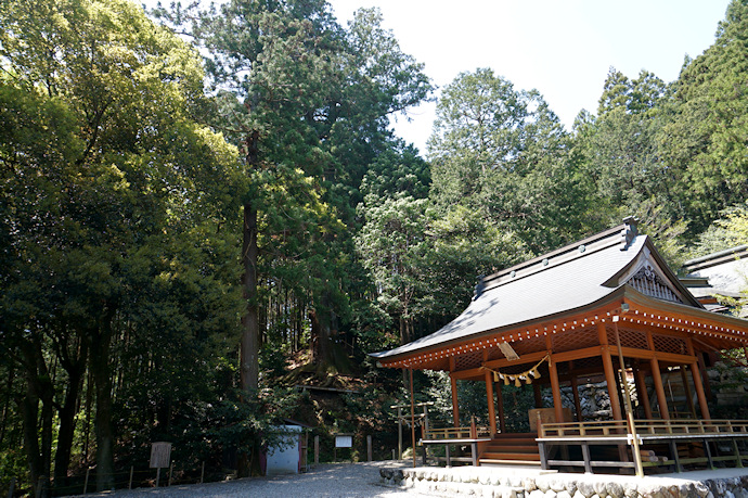 黒瀧神社社殿と夫婦杉