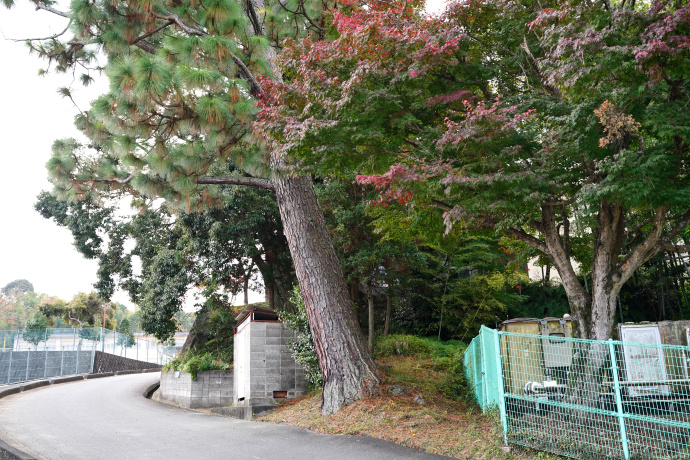 櫛形小学校のダイオウショウ