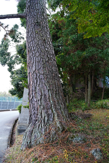 櫛形小学校のダイオウショウ