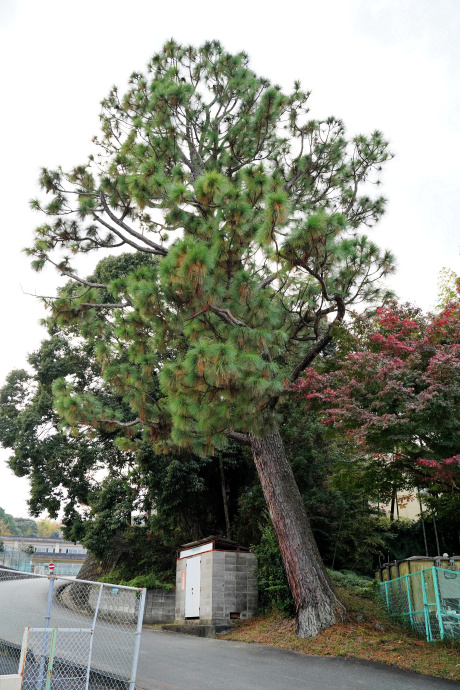 櫛形小学校のダイオウショウ