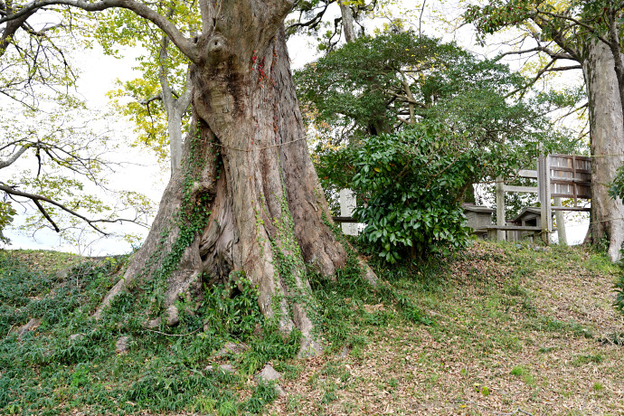 松井孫右衛門人柱堤のムクノキ