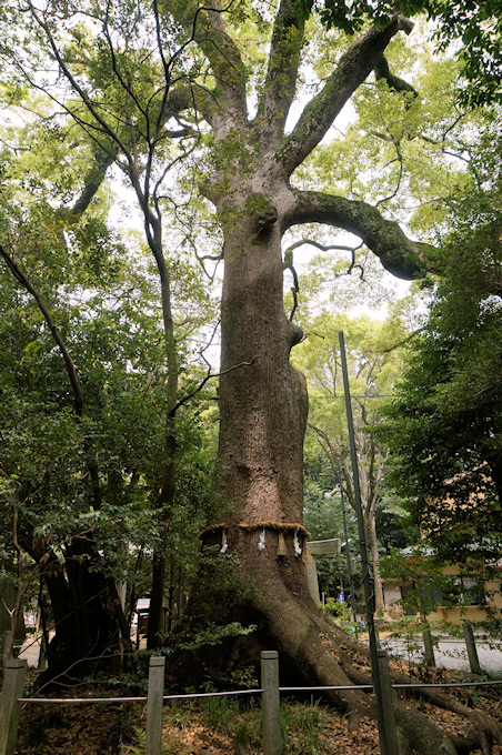 松阪神社の長寿樟