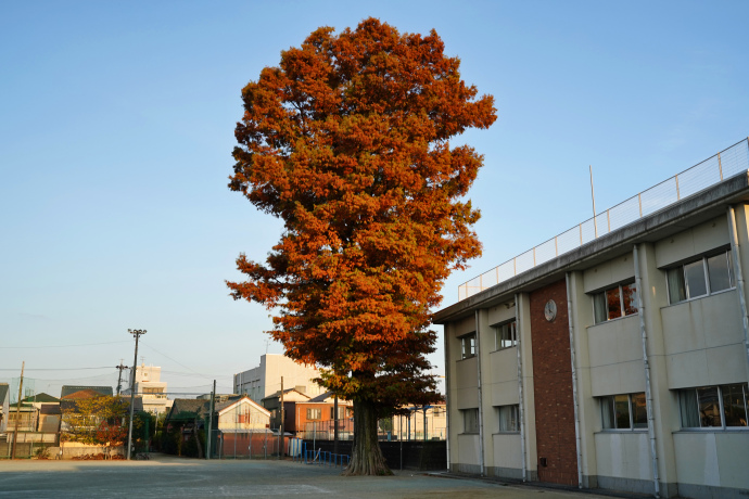 松阪第一小学校のラクウショウ