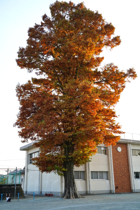 松阪第一小学校のラクウショウ