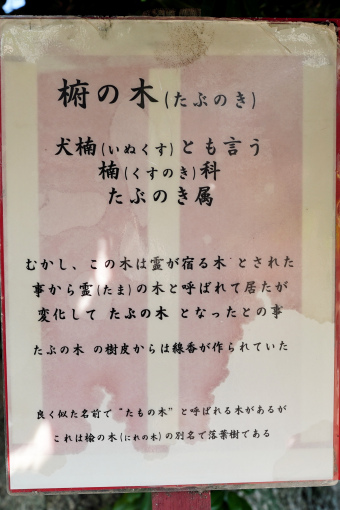 三日市町霊苑のタブノキ　説明板