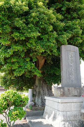 三日市町霊苑のタブノキ