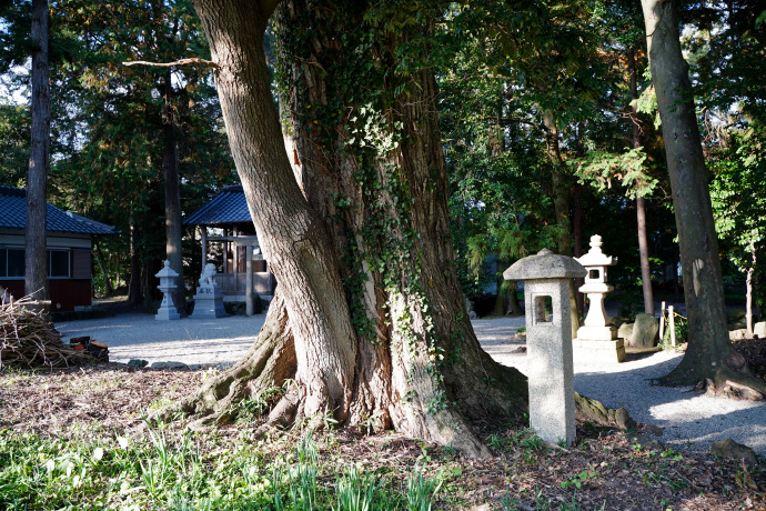 中原神社のスダジイ