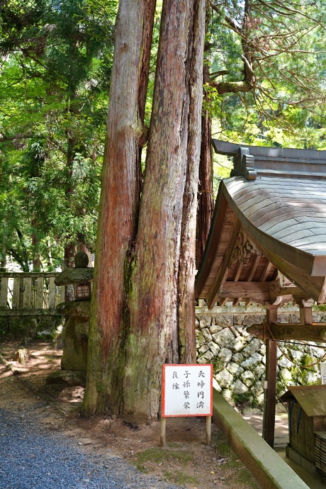 西山春日神社のコウヤマキ