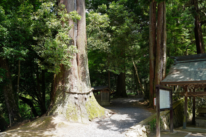 西山春日神社のスギ