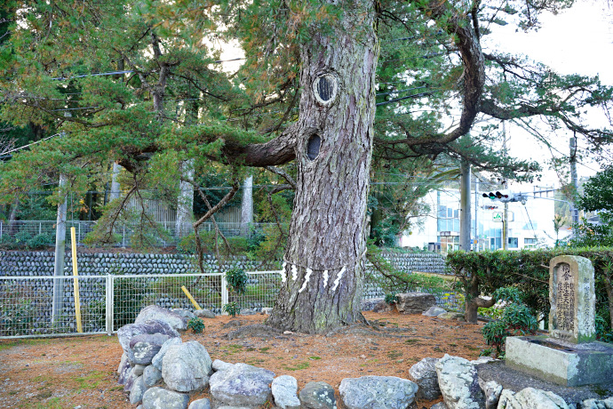 野原祖霊社のゴヨウマツ