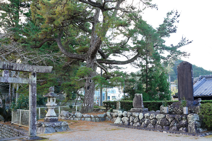 野原祖霊社のゴヨウマツ